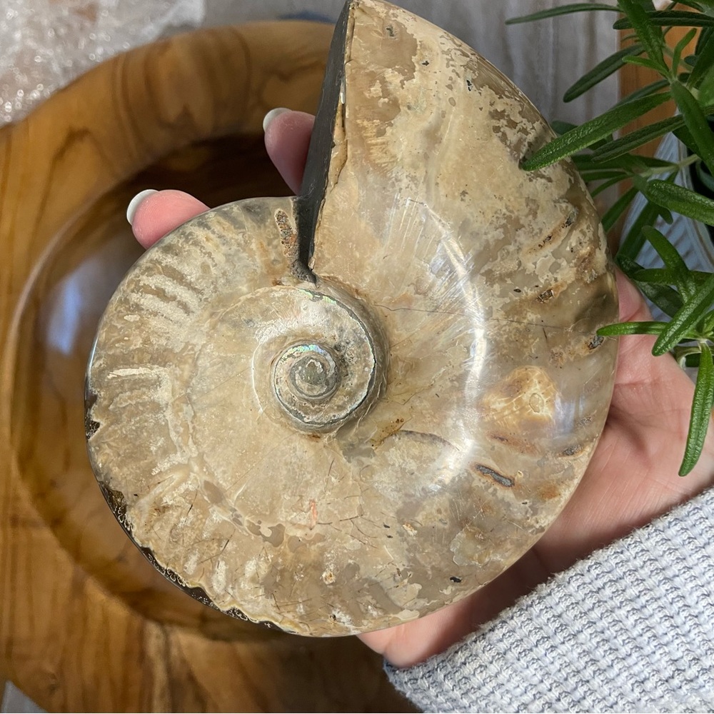 Large over 6” wide polished Fossilized Ammonite Shell